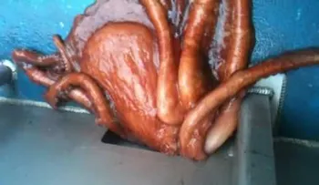 Increíble momento en que un gigante pulpo escapa por un diminuto agujero