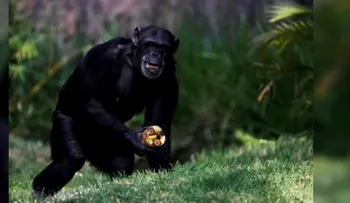 Capacidad retentiva de los chimpancés es "superior" a la humana