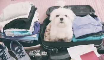 Como viajar con mascotas y no tener contratiempos