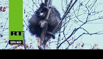 ¡Humanos, déjenme en paz! Este mapache prefiere caer para que no le toquen los rescatadores