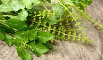 5 razones para tomar té de albahaca santa todos los días