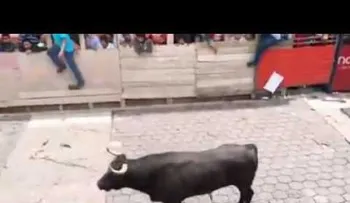 IMAGENES FUERTES: Un toro embiste a un guardia y lo lanza por los aires en Venezuela (VIDEO)