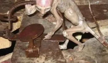 Astrónomo prevé hallazgo de vida extraterrestre para el 2040