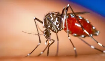 Chikungunya ataca en Jamaica 