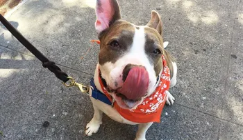 Este bello animal aprendió lenguaje de señas y busca un nuevo hogar