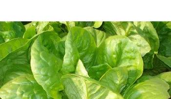 Advierten no comer lechuga romana que venden en cientos de negocios criollos en NY 