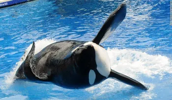 Lo que Tilikum me enseñó