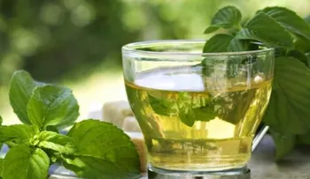 Los sí y los no del té verde