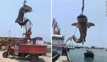 Arrestan a pescadores por matar a un tiburón ballena en China