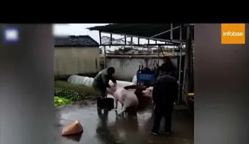 Un cerdo salva a otro de su compañero de manera heroíca