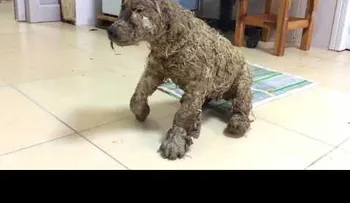 La increíble transformación de un cachorro que fue cubierto con pegamento