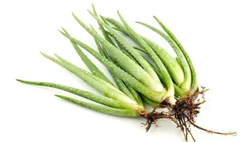 Cómo hacer crecer aloe vera en casa