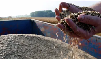 Este es el cereal que han utilizado dos estudiantes mexicanas para crear un plástico biodegradable