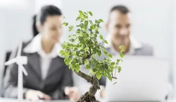 Tener plantas en la oficina mejora la productividad de los trabajadores