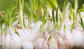 30 alimentos ricos en flavonoides para combatir la ansiedad