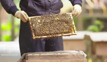 ¿Te imaginas un mundo sin aguacates o sin vino? Podría suceder si se acaban las abejas