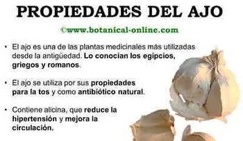 Propiedades terapeúticas del ajo