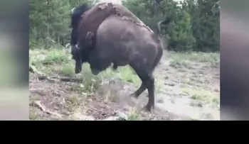 Una niña fue lanzada por un bisonte y sobrevive