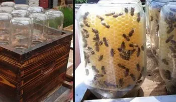 Hombre inventa una colmena casera para salvar a las abejas y se vuelve viral