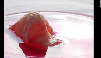 Una tienda de Londrés vende partes del cuerpo humano (VIDEO)