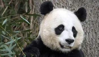 Panda pudo haber fingido su embarazo para que le dieran más comida
