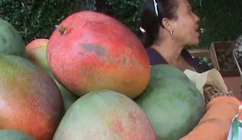 Haití prohíbe entrada de frutas y vegetales de RD