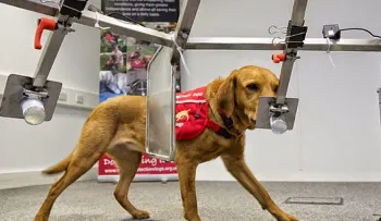 Comprobado: perros pueden detectar el cáncer 