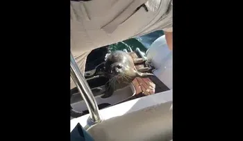 Una foca "burla" a un grupo de ballenas asesinas