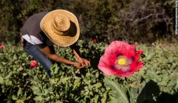 La científica que crea opioides para las masas