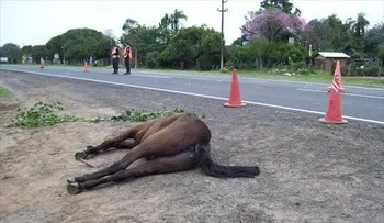 Muere agricultor al chocar con un caballo en Montecristi