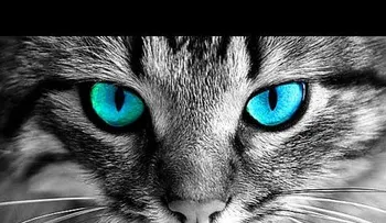 Los gatos y la historia sobre su mala suerte: ¿Por qué no debes mirarlo a los ojos?