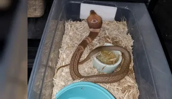 Autoridades buscan a una cobra letal que está suelta en Florida
