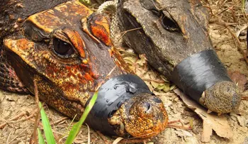 ¿Por qué estos cocodrilos grises se están volviendo anaranjados?