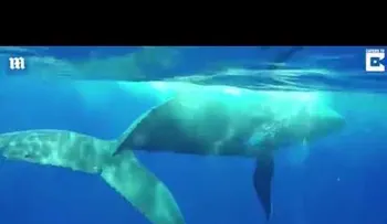 Increíble momento que una ballena protege a una buzo de la amenaza de un tiburón