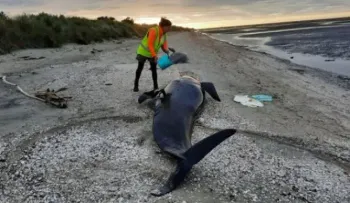Al menos 29 de ballenas piloto mueren tras quedar varadas en Nueva Zelanda