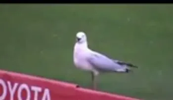Matan una gaviota, resucita y el estadio la recibe con gritos y aplausos