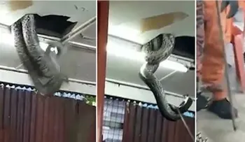 Una serpiente gigante cae del techo y clientes de un restaurante huyen aterrorizados