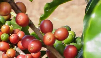 La cafeína puede ayudar a retrasar la pérdida de memoria
