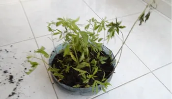 DNCD descubre otra siembra de marihuana en una loma de Baní