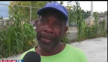 Un extraño crecimiento de una planta de maíz genera asombro