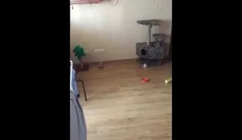 Esto es lo que puede pasar si deja a su gato solo en casa