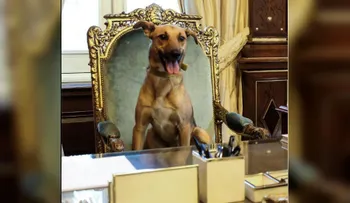 Balcarce, el perro argentino que llegó a la Casa Rosada