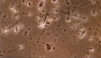 Spermbot: un robot que ayuda a los espermatozoides a fecundar el óvulo (VIDEO)