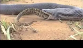 Impresionante: Serpiente Caza y Traga ANACONDA
