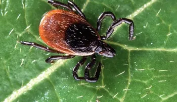 Un estadounidense muere al contraer un raro virus que ataca al cerebro