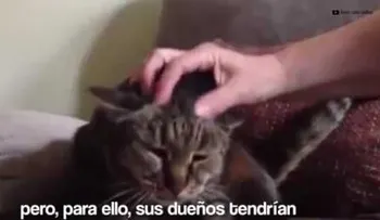 Inscribirán en Records Guinness el gato más viejo del mundo con 31 años (VIDEO)