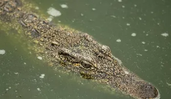 Un cocodrilo devora a un pastor durante un bautismo masivo a orillas de un lago