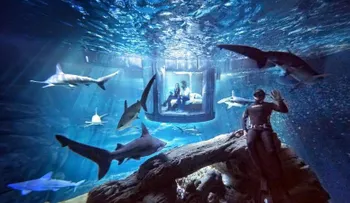 Nuevo alojamiento de Airbnb te ofrece dormir con tiburones en el acuario de París