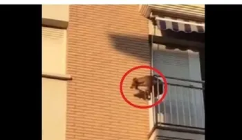 España: Un perro encerrado en un balcón sin agua ni comida cae al vacío al intentar escapar