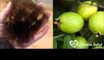 Las hojas de guayaba te hacen crecer el pelo como loco (VIDEO)